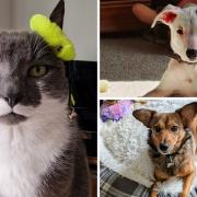 Readers share photos of their furry friends for National Pet Day