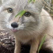 Two adorable new Corsac Foxes join wildlife at Hampshire college