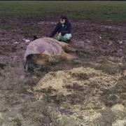 The firefighters from Lymington recently undertook a mission to rescue a horse from where it had been stuck in the mud