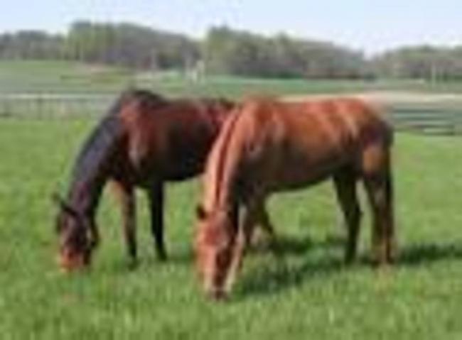 Dumping of horses a growing problem, report says