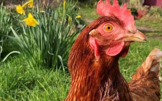 Thousands of hens need your help