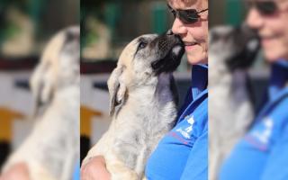 Animal rescue charity marks milestone with 500th dog saved