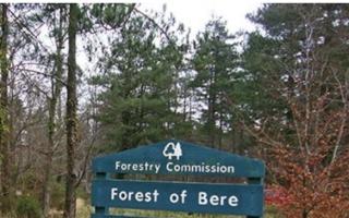 Forest of Bere