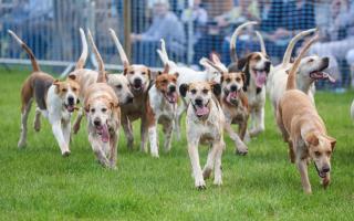 Hounds at the Alresford Agricultural Show