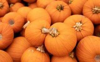 Six of the best pumpkin patches to visit in Hampshire this Halloween