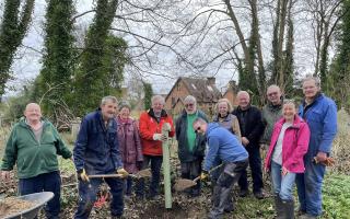 Friends of St Giles Hill Graveyard plant Dutch elm disease resistant saplings