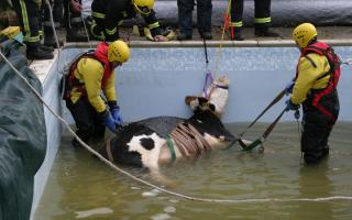 A cow stuck in a swimming pool at Andover after it strayed into someone’s garden