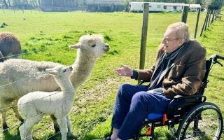 Resident Nick feeding Alpacas