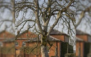 The Sycamore tree