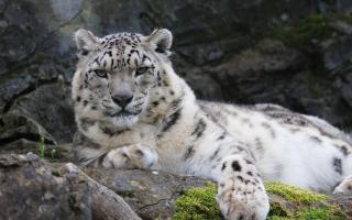 Irina the snow leopard