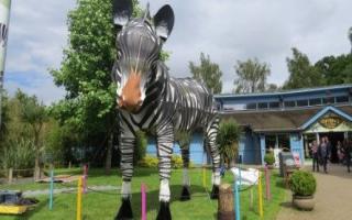 Giant zebra installed at Marwell Zoo