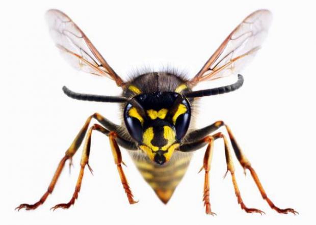 Hampshire Chronicle: A wasp
